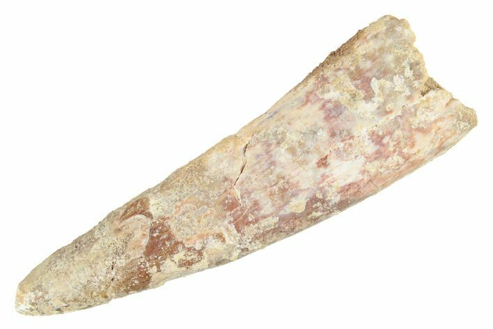 Huge, Fossil Pterosaur (Siroccopteryx) Tooth - Morocco #235032